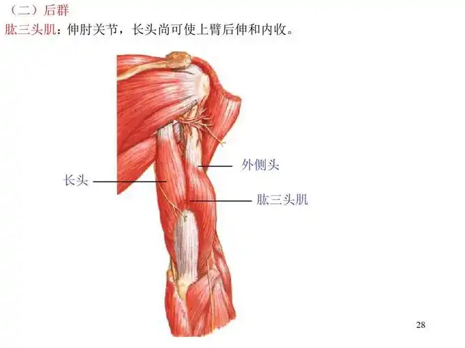 外侧头 长头 肱三头肌
