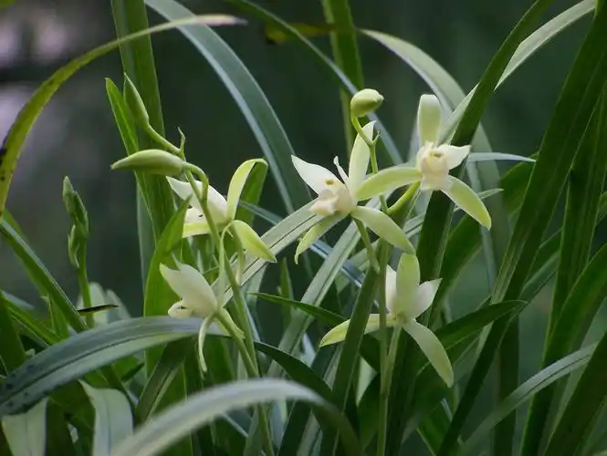 《临轩小赏》-建兰篇-中国兰花交易网社区