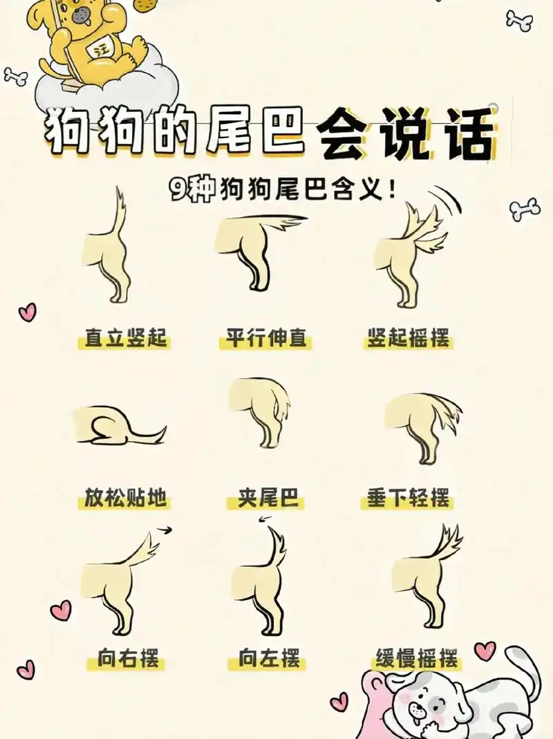 狗狗的尾巴也会说话,9种狗狗尾巴含义你知道几种呢?#养狗经验 - 抖音