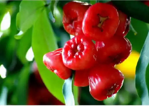 这是什么果子 求解