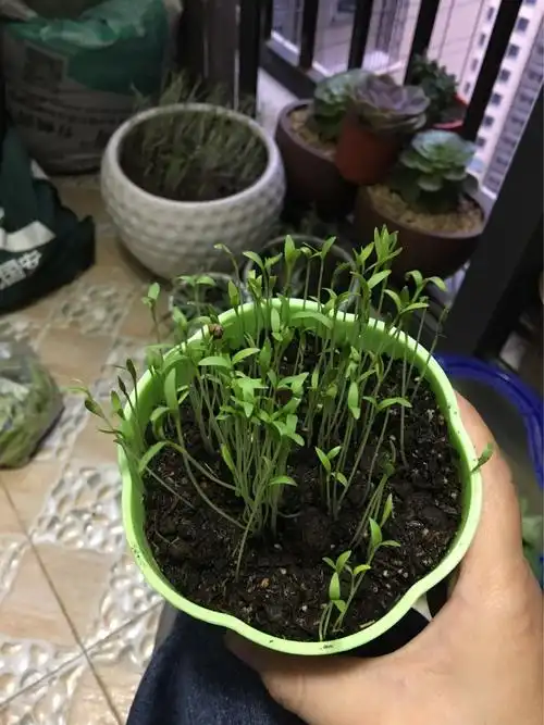 香菜苗在温水和冷水中哪个吸收快些