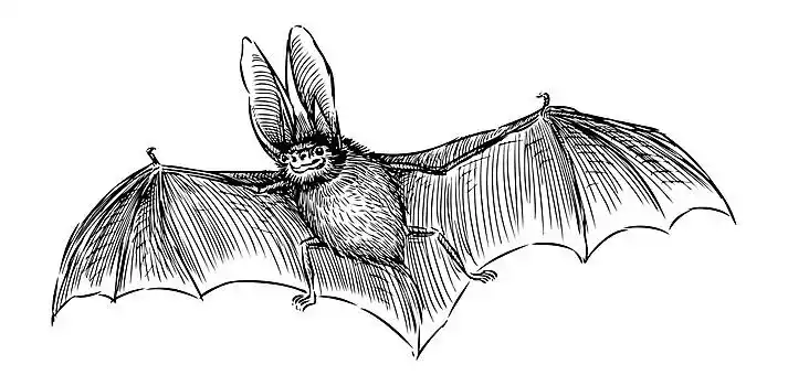 长耳蝙蝠图片