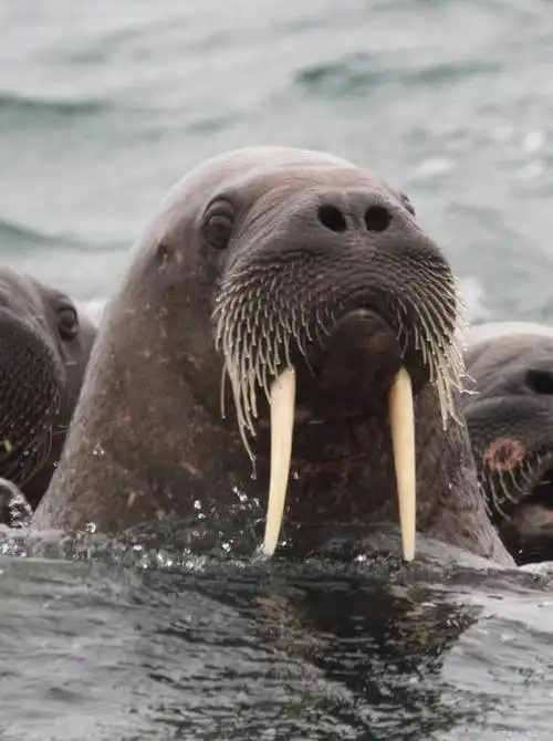 追溯海象的历史之旅:从古至今,见证海洋巨兽的传奇