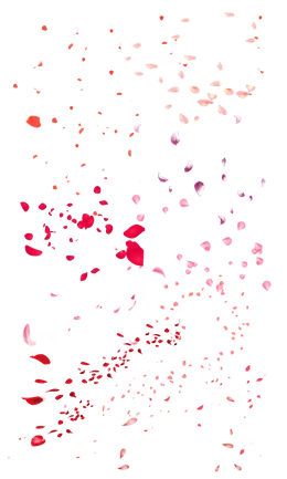 飘落的玫瑰花瓣雨图片