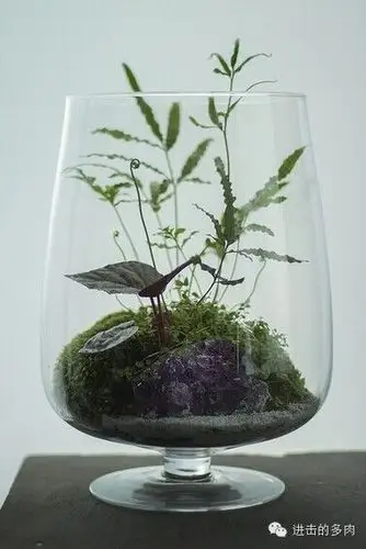 hermetica:了不起的玻璃盆景店