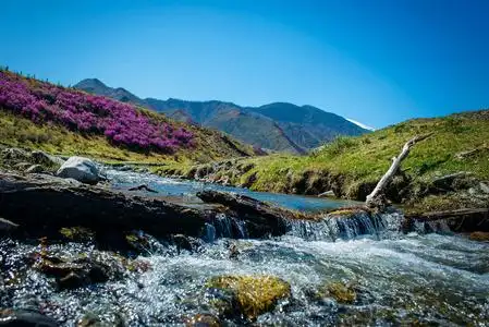 水山花美女图片