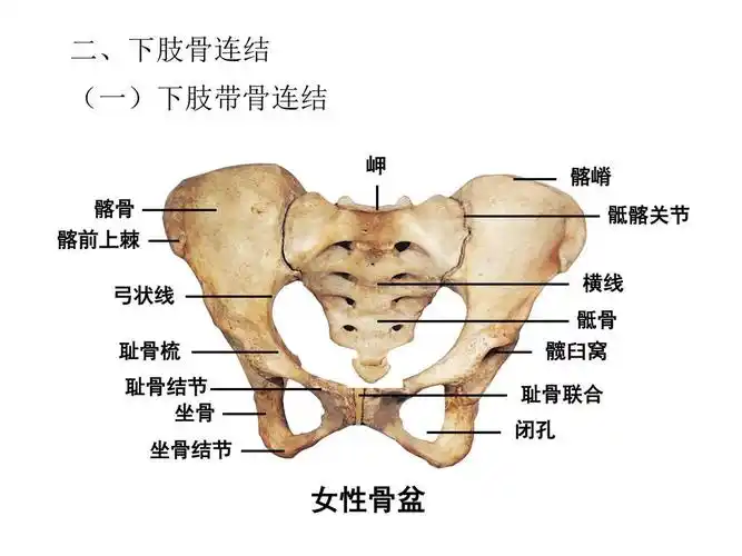 坐骨结节滑囊炎小针刀疗法一
