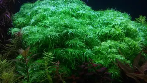 绿太阳水草(普太):绿太阳草图片,资料 – 水草网