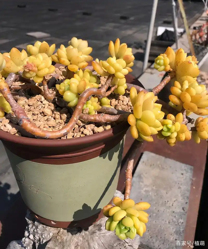 春萌不但小巧可爱,易养,还能培养成悬挂的老桩