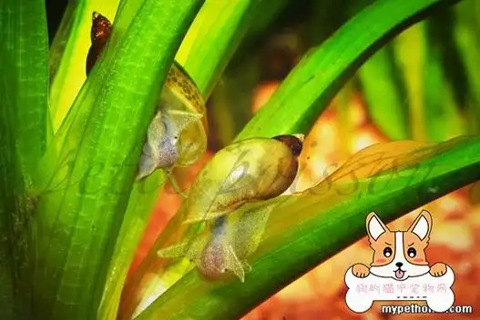 我家可爱的水蜗牛.