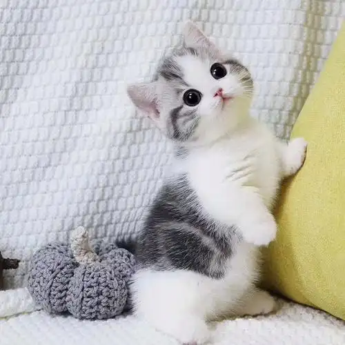 曼基康矮脚猫幼纯种宠物小型猫咪物美短起司幼猫咪