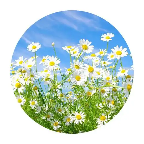 小雏菊种子价格小雏菊种子怎么播种