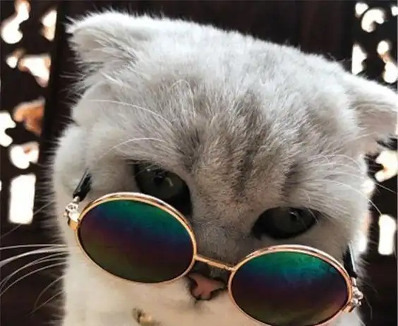 铲屎官可真会玩给猫咪戴上炫酷的墨镜喵星人c位出道吧