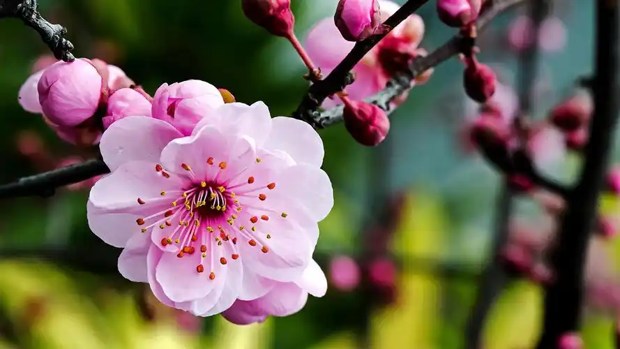 梅花摄影高清壁纸