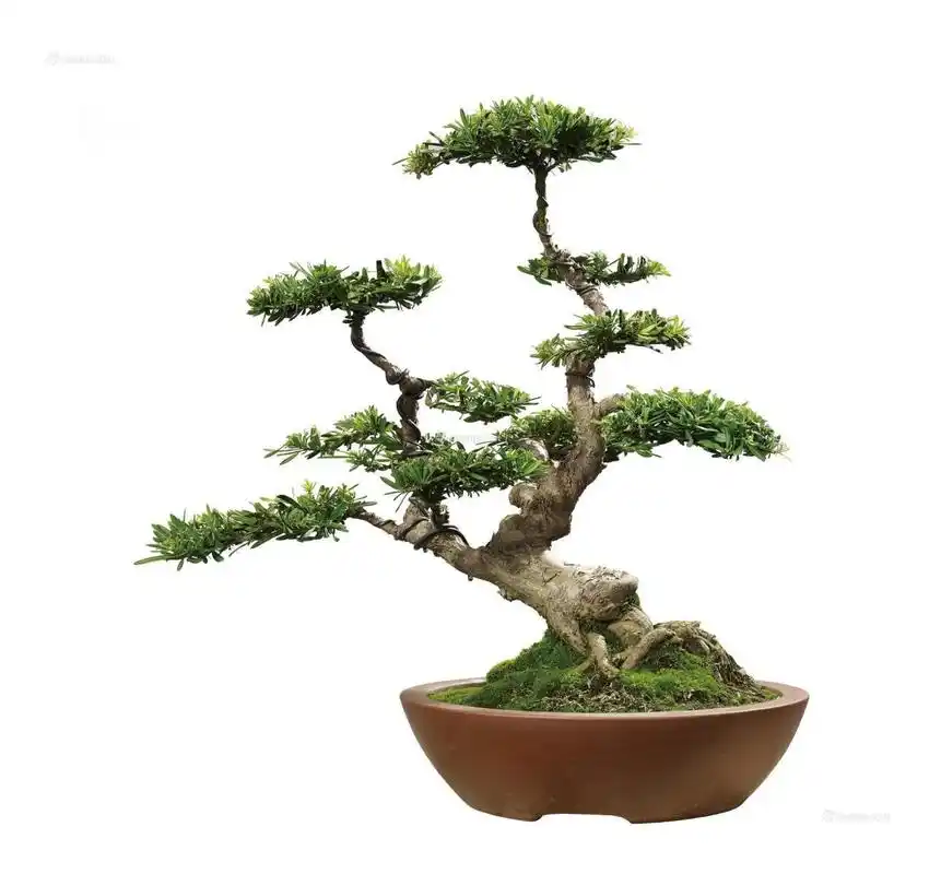 罗汉松养护秘籍,学会这些,成为盆景好手