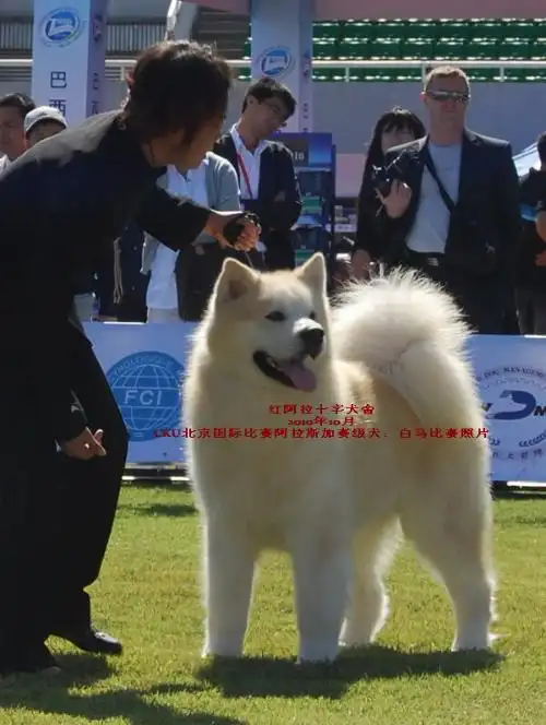 阿拉斯加犬有奶白色的吗?