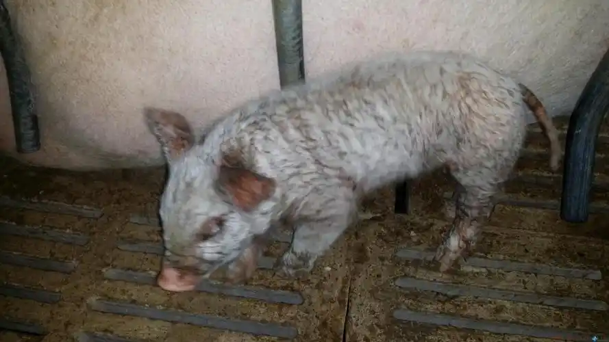 > 正文:整窝小猪都这样了养猪疾病咨询诊断治疗预防----- 葡萄球菌