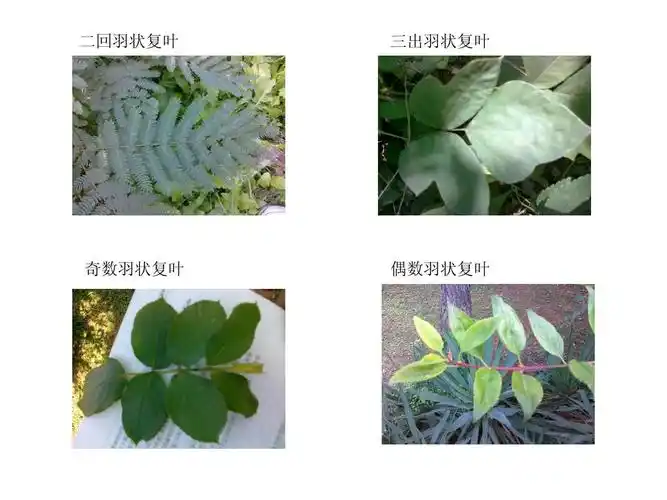 二回羽状复叶 三出羽状复叶 奇数羽状复叶 偶数羽状复叶
