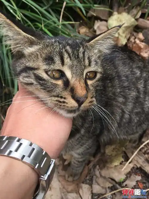 半岁大的威武霸气漂亮品相宠物狸花猫串串找领养.