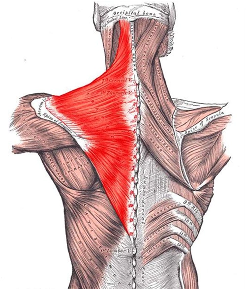 复杂的颈部肌肉结构,我们还是专门讨论骑行引起的酸痛好了