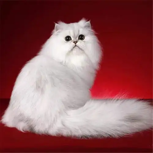 cfa注册猫舍 纯种金吉拉活体 纯正血幼崽 可上门挑选