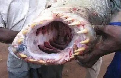 【引用】引用 探秘吃人不吐骨头的凶残食人水怪