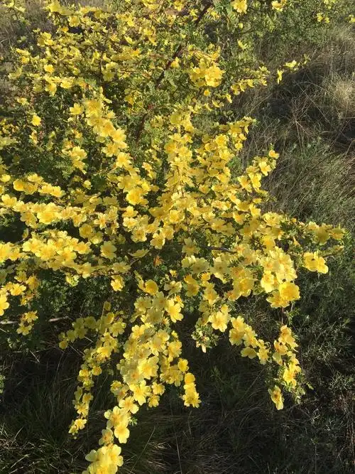 马茹茹花漂亮极了!