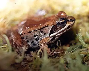 木蛙冬天变成冰坨 启发人体器官冷冻移植术