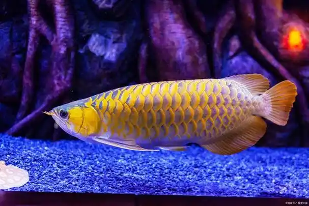 价格低廉的艳丽红龙,你确定你买到宝了吗?