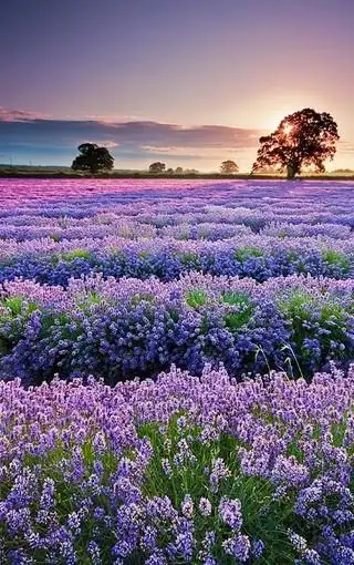 精选唯美风景手机壁纸