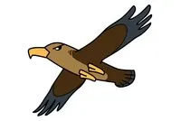 白头海雕简笔画