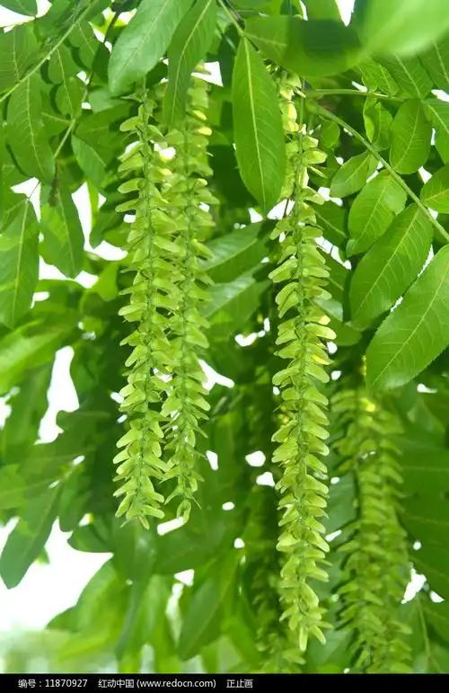 榆树翅果榆钱特写