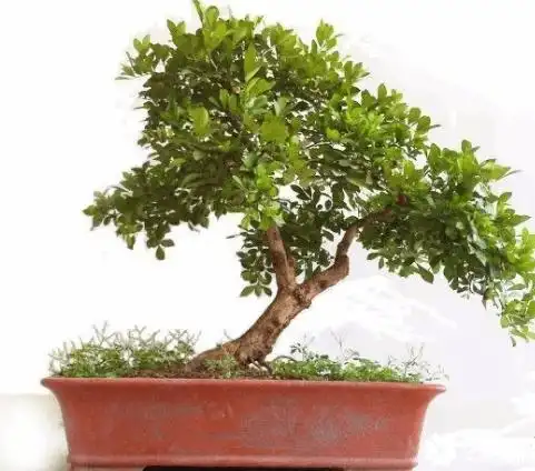 金叶女贞常见造型及方法