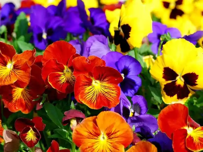 五颜六色的紫罗兰,美丽的花朵 壁纸