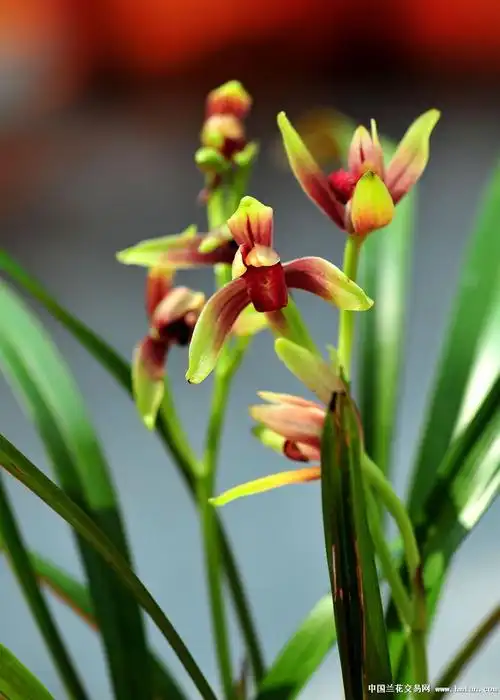 峨眉山佛教协会首届兰花展-种养心得-中国兰花交易网社区