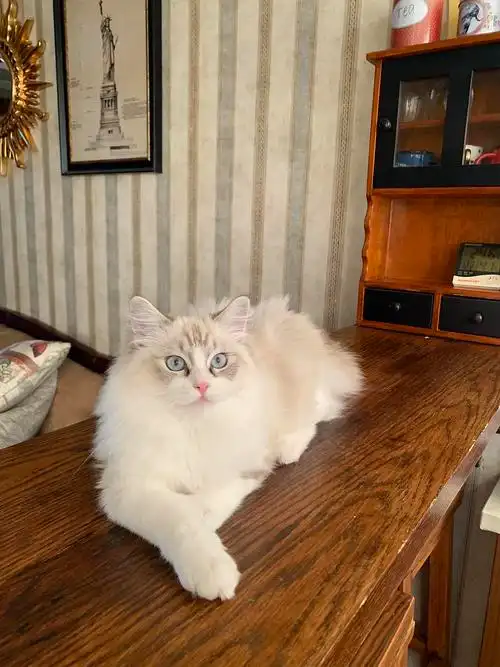 家养山猫纹布偶猫宝山