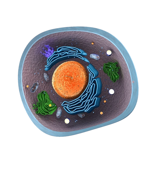高中生物细胞的结构超清图