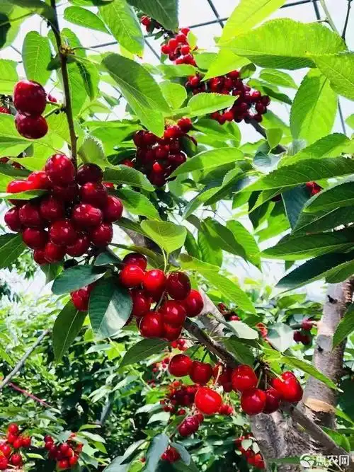 大紫樱桃 全部现摘现发 新鲜看得见