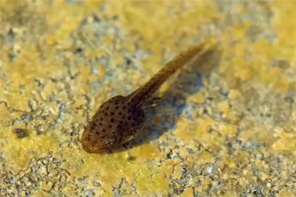 蝌蚪吃什么东西?原来除了水藻,还吃甲壳类生物