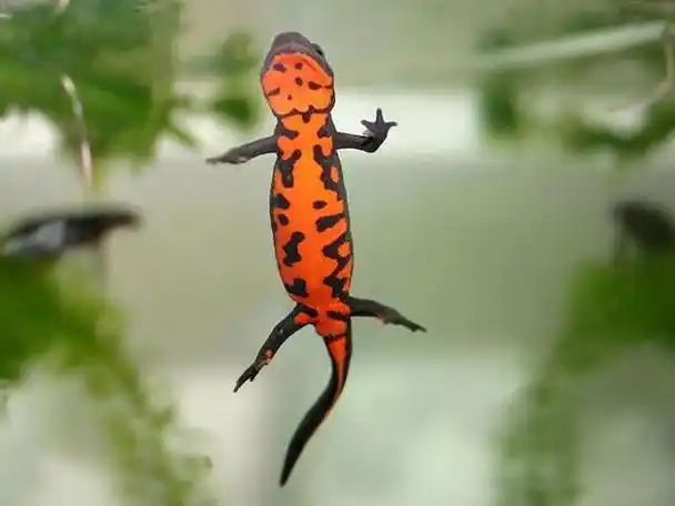 冰雪奇缘2中火精灵(冰雪奇缘2中的火精萌宠)(3)