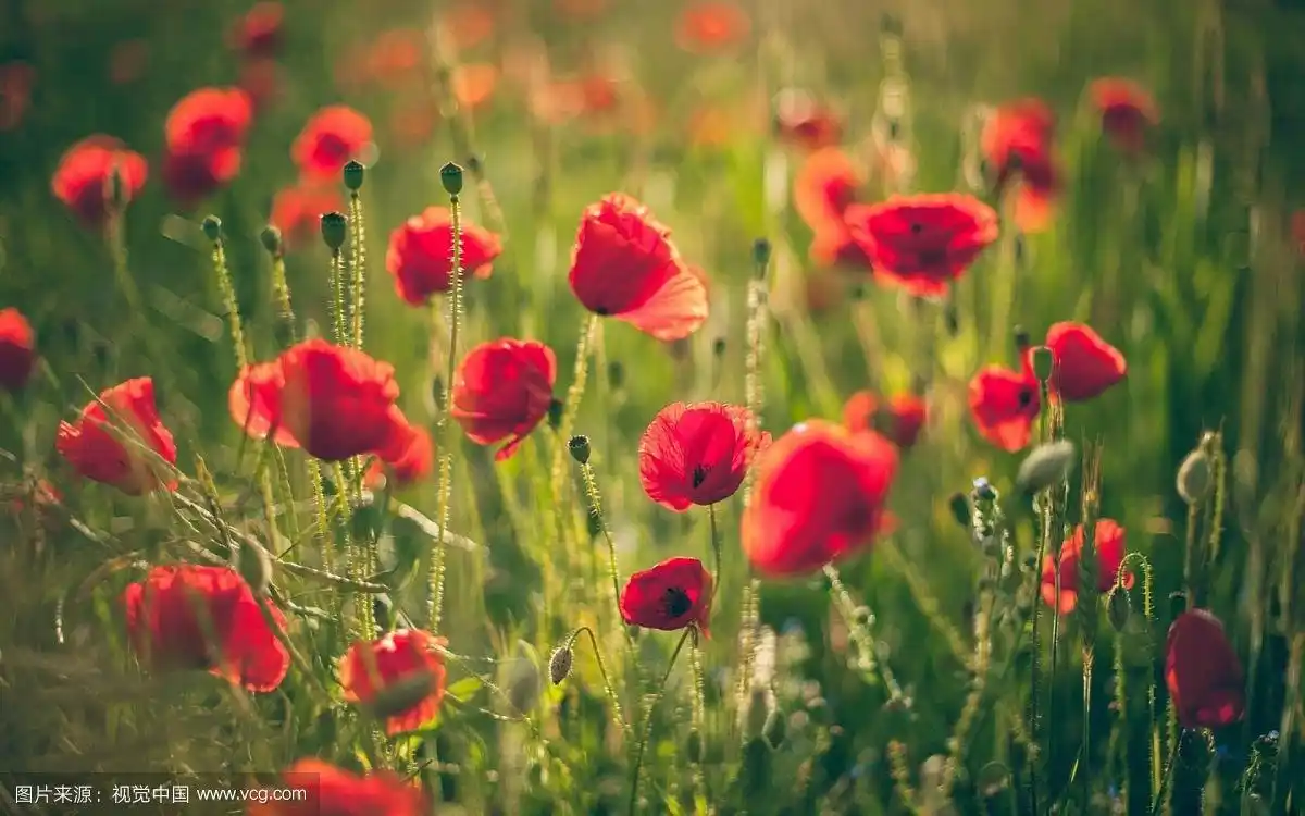罂粟花壁纸