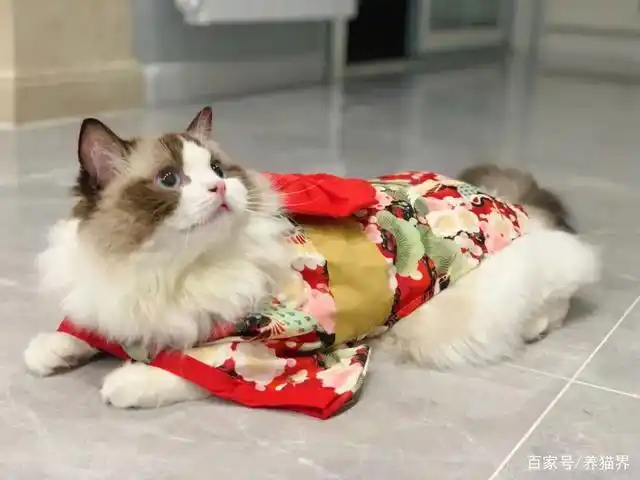 那些明明是男孩子的小猫咪,穿上和服后却漂亮得难辨雄雌