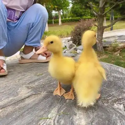 不二臣网红宠物小黄鸭苗小鸭子宠物活物小黄鸭可爱活的可爱柯尔鸭活体