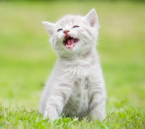 哈哈大笑的猫咪壁纸