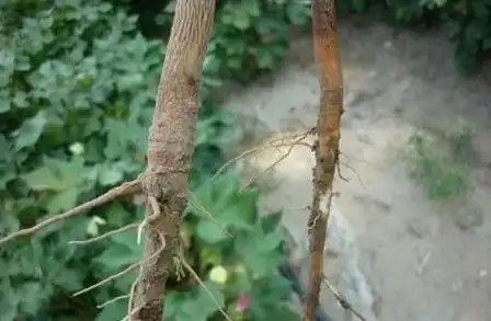 植物的直根系有哪些特征?