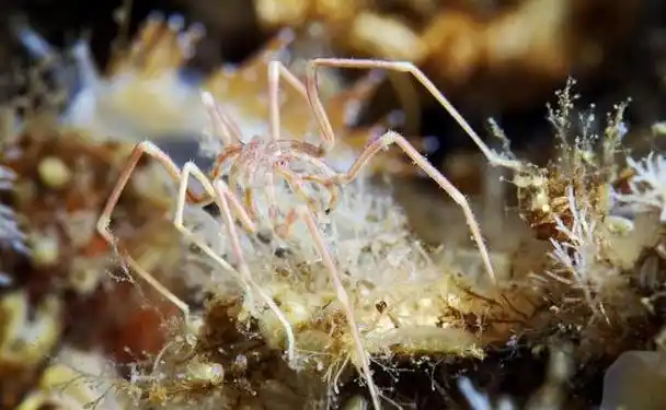 废物进化:海蜘蛛的"废物"路线在这个竞争激烈的世界中,生物们都在为了