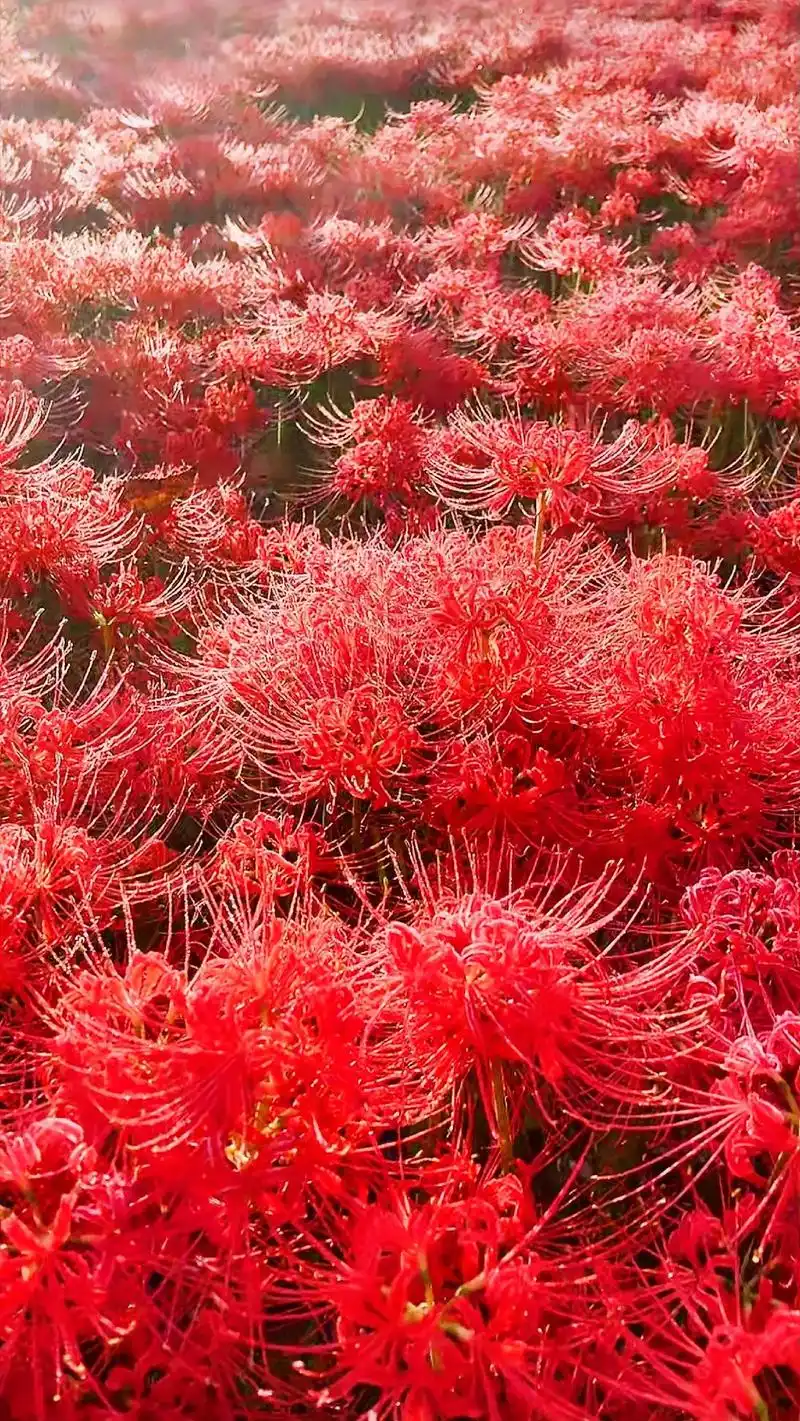 图文伙伴计划 #彼岸花 #高清壁纸 #手机屏保 #图文来了@dou 小助手