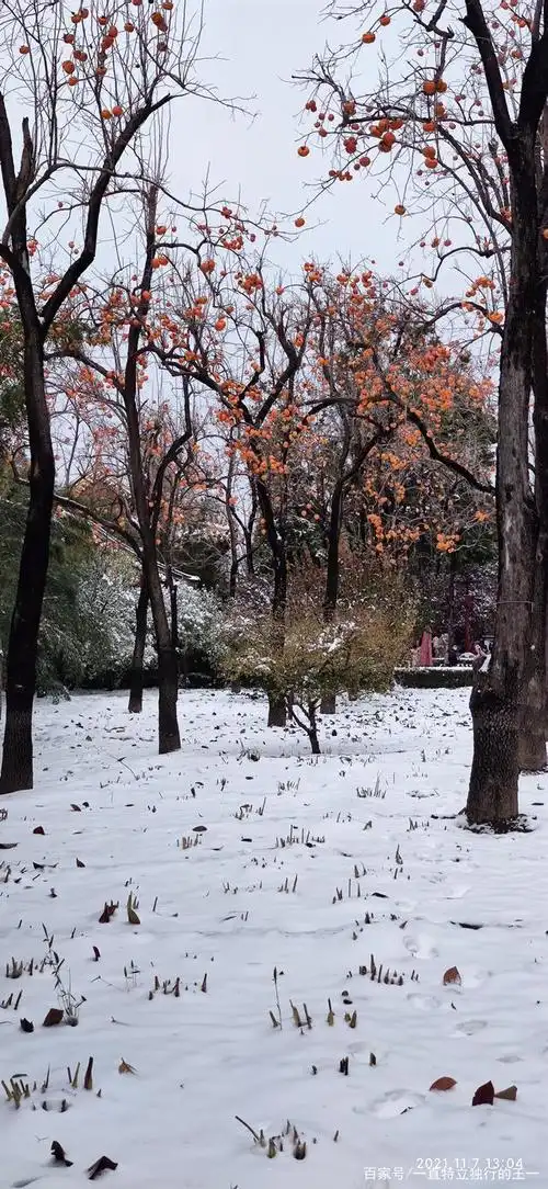 北京的第一场雪,你那下雪了吗
