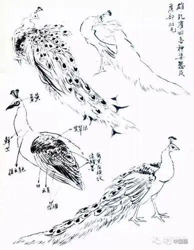教你怎样画孔雀,很齐全的一篇步骤教学_羽毛