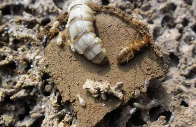 白蚁蚁后是怎么产生的